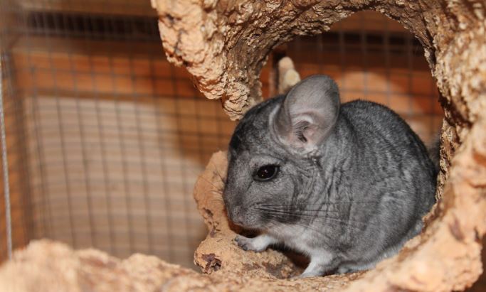 Chinchillas